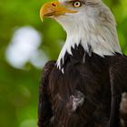 Seeadler