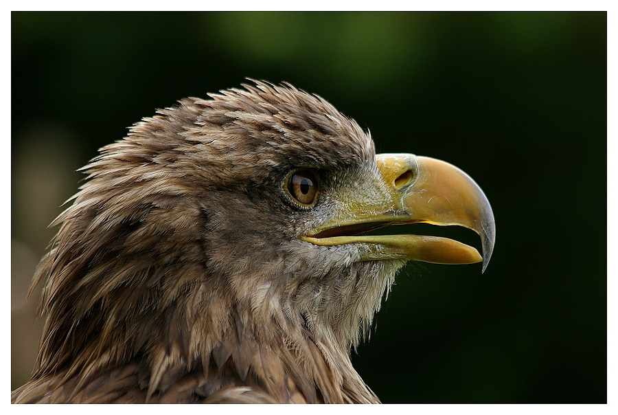 Seeadler