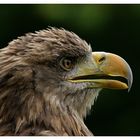 Seeadler