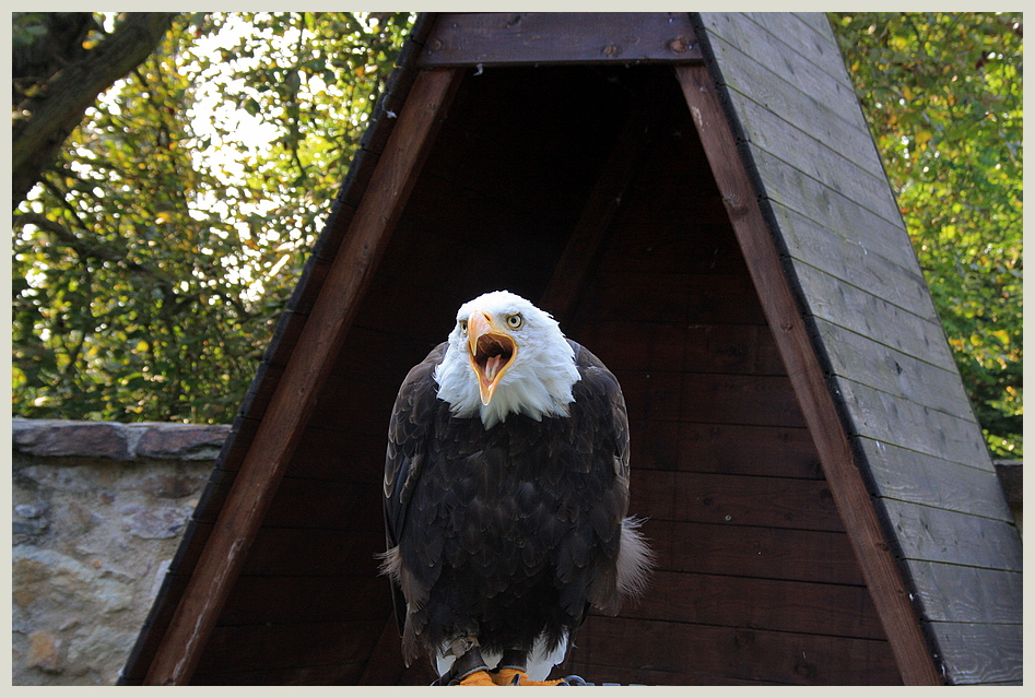 Seeadler