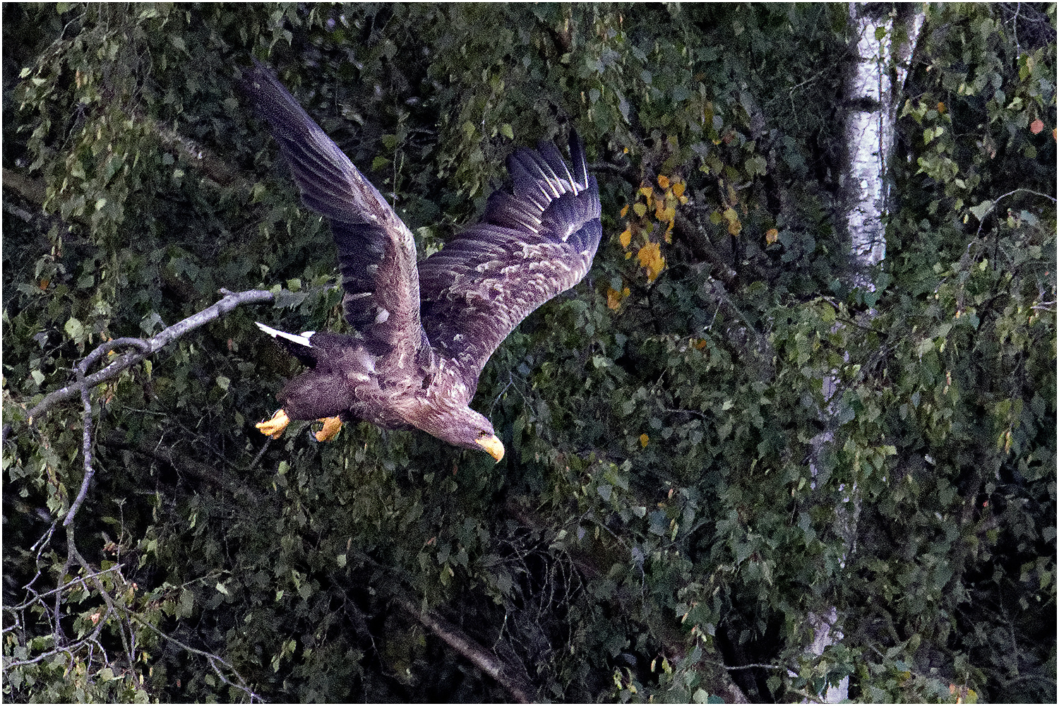 Seeadler