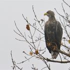 Seeadler