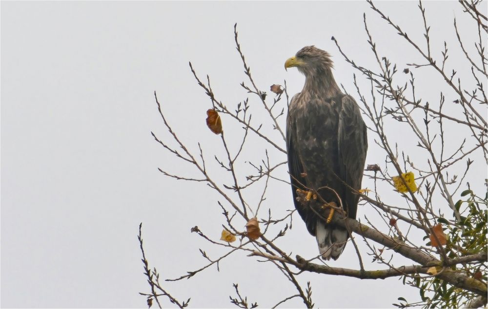 Seeadler