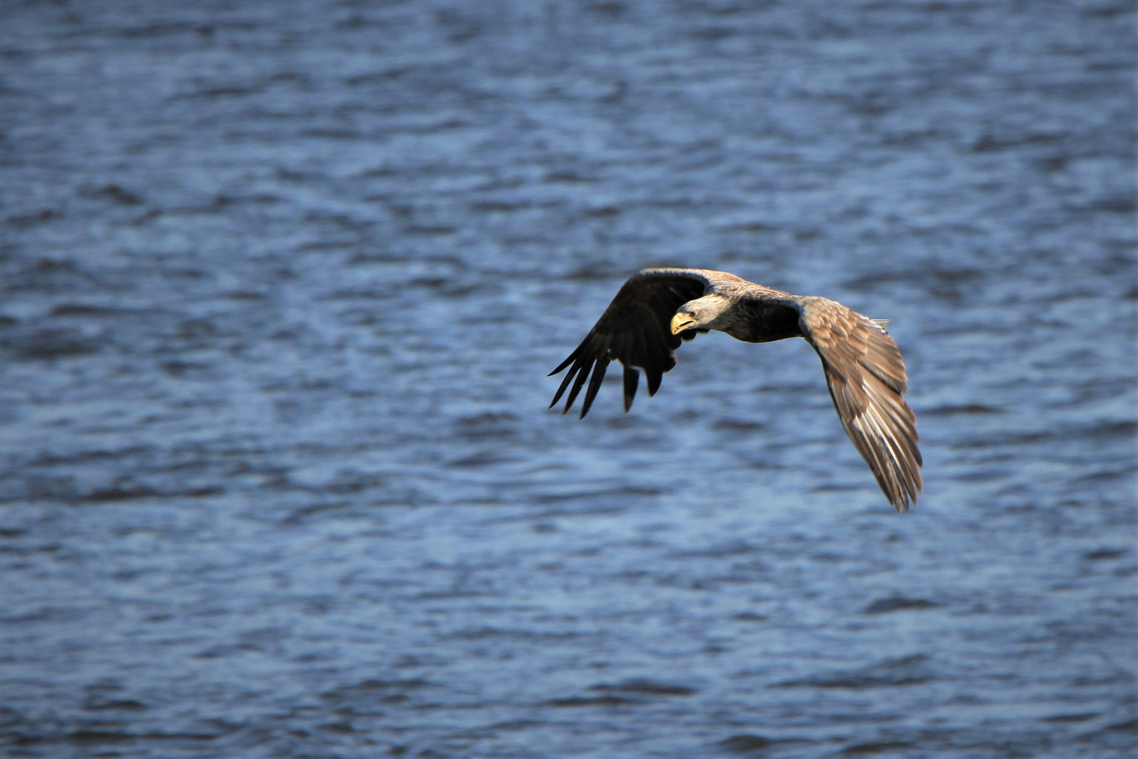 Seeadler