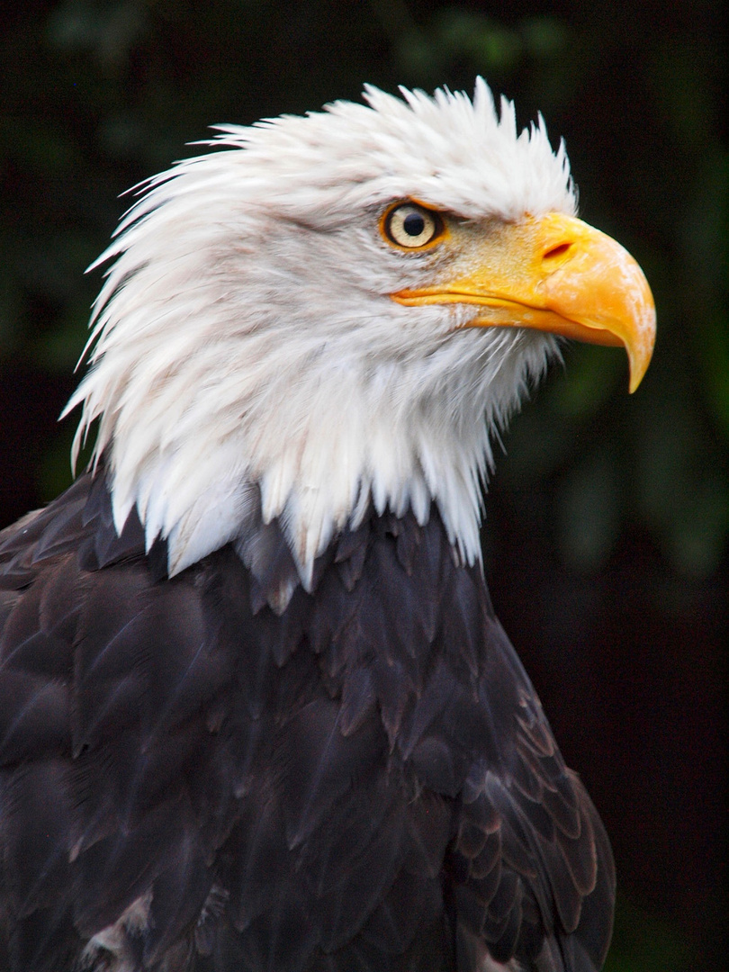 Seeadler 