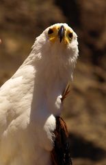 Seeadler