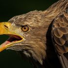 seeadler .......