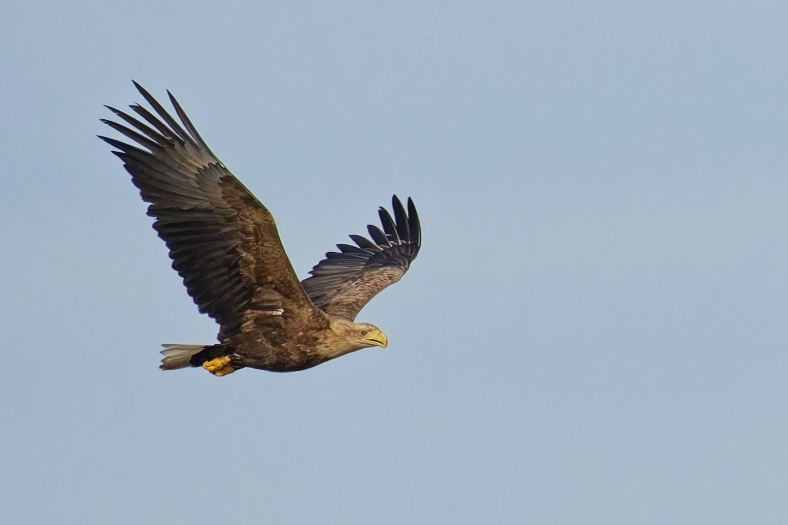 Seeadler