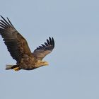 Seeadler