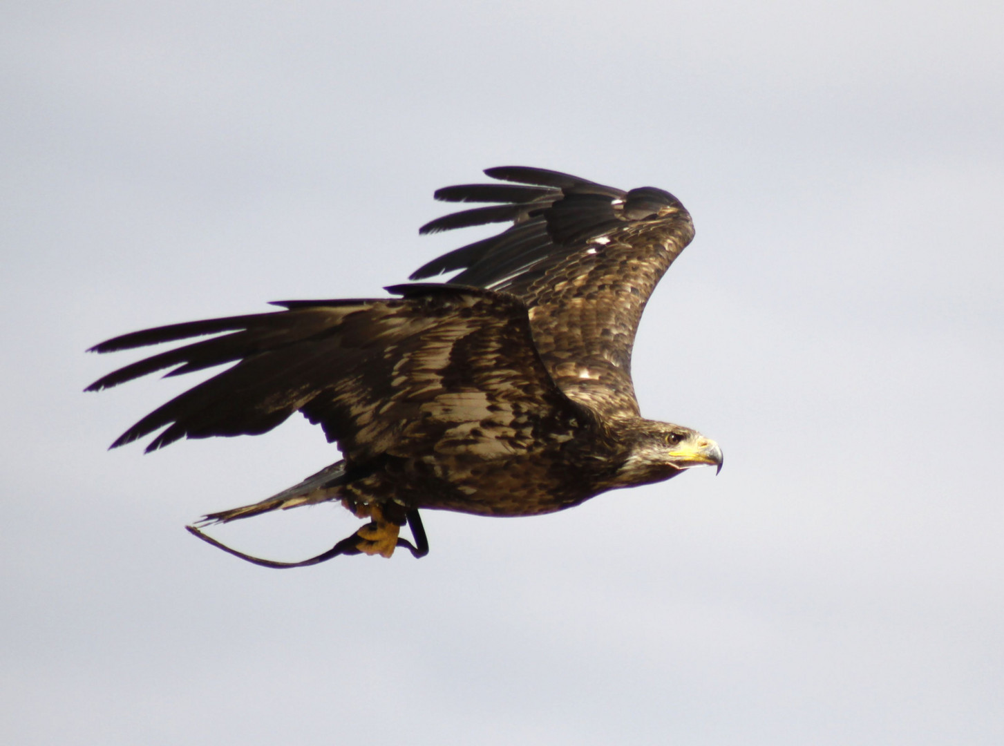 Seeadler