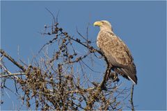 Seeadler