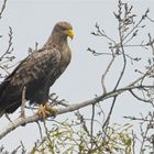 Seeadler