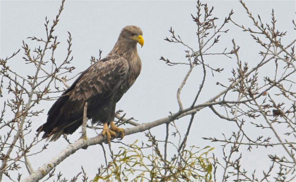 Seeadler