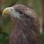 Seeadler