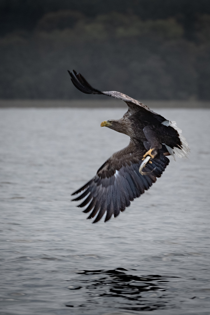 Seeadler 