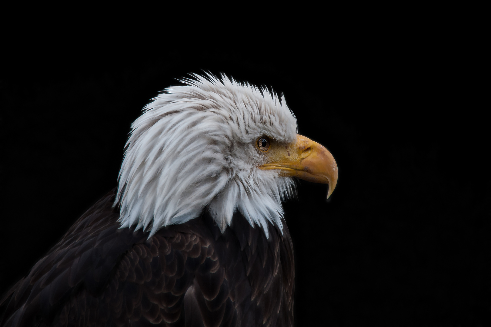 Seeadler