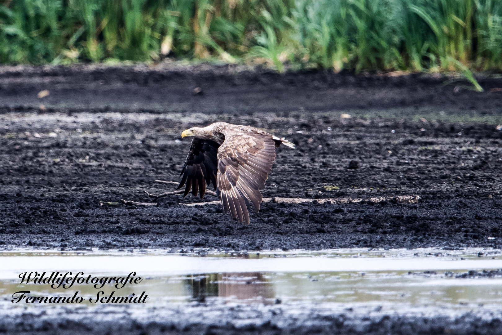 Seeadler 