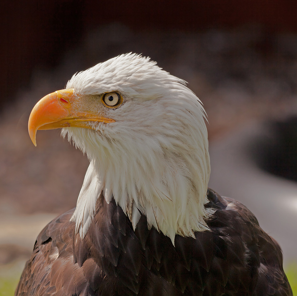 Seeadler