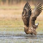 Seeadler 