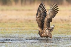 Seeadler 