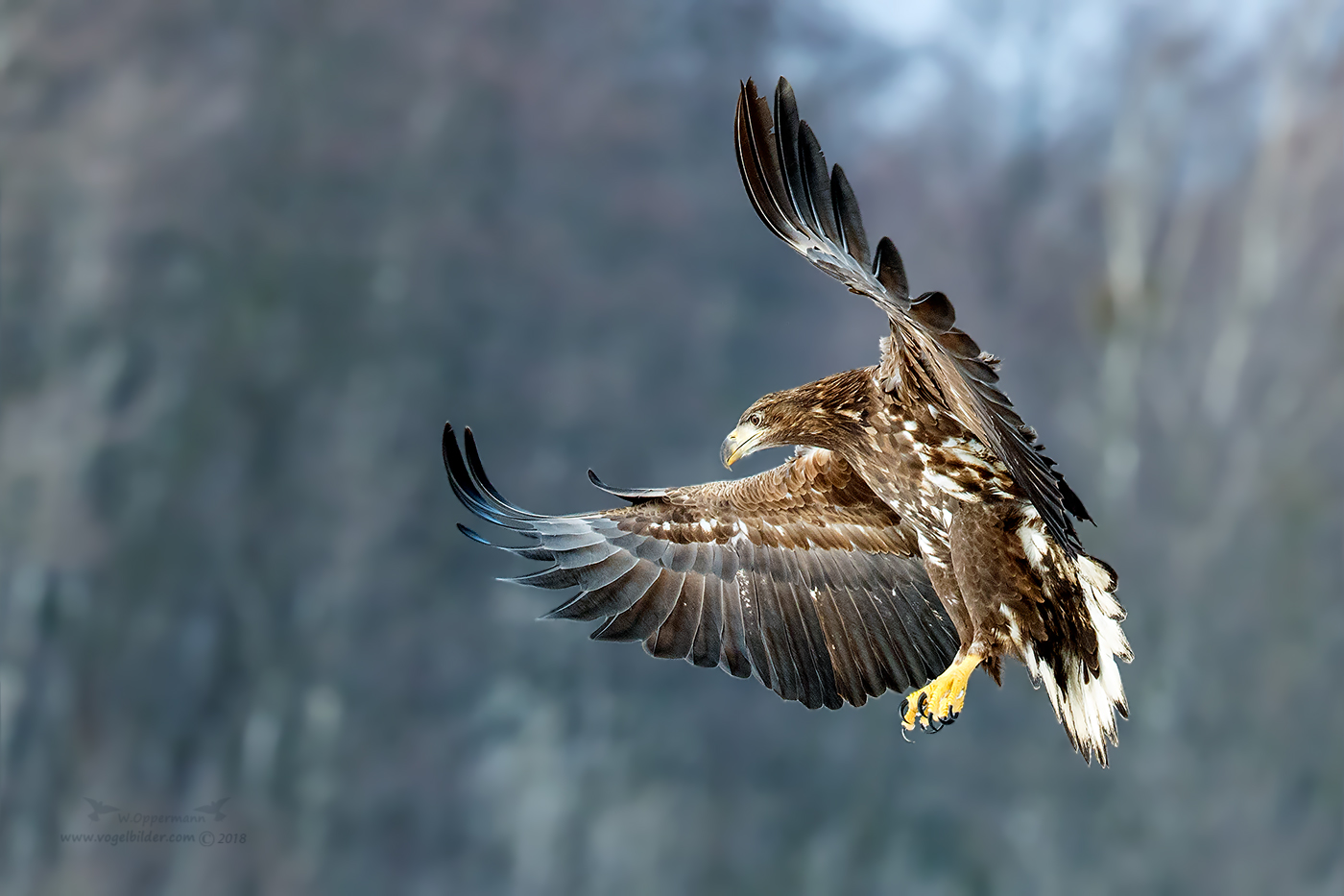 Seeadler 