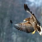 Seeadler 