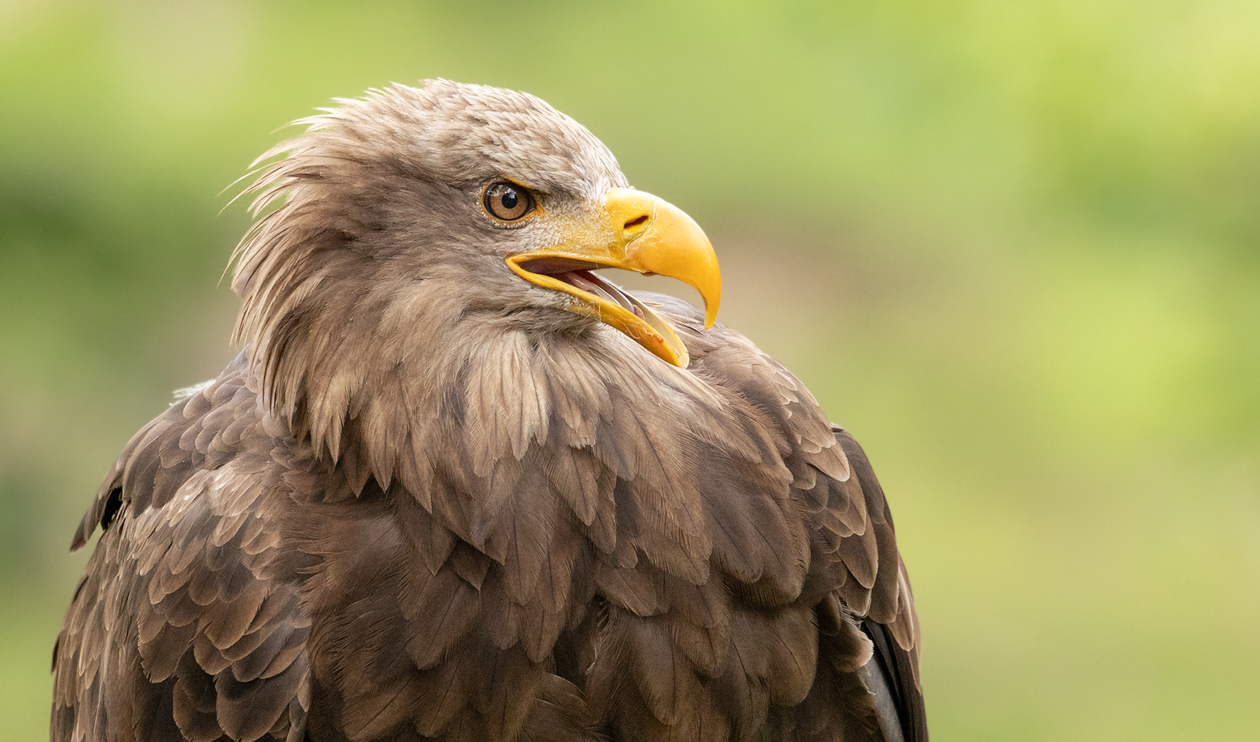 Seeadler