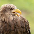 Seeadler