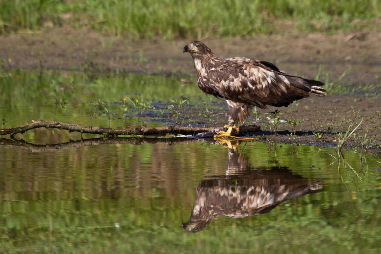 Seeadler 6