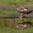 Seeadler 6