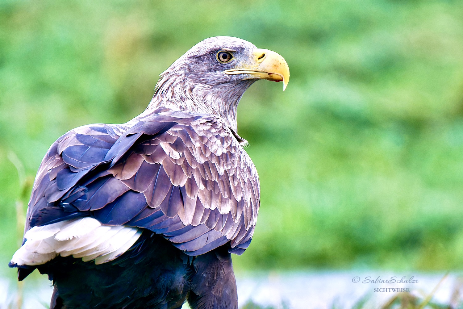 Seeadler (6)