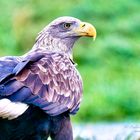 Seeadler (6)