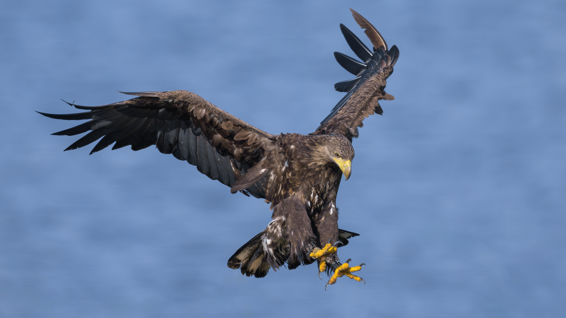 Seeadler