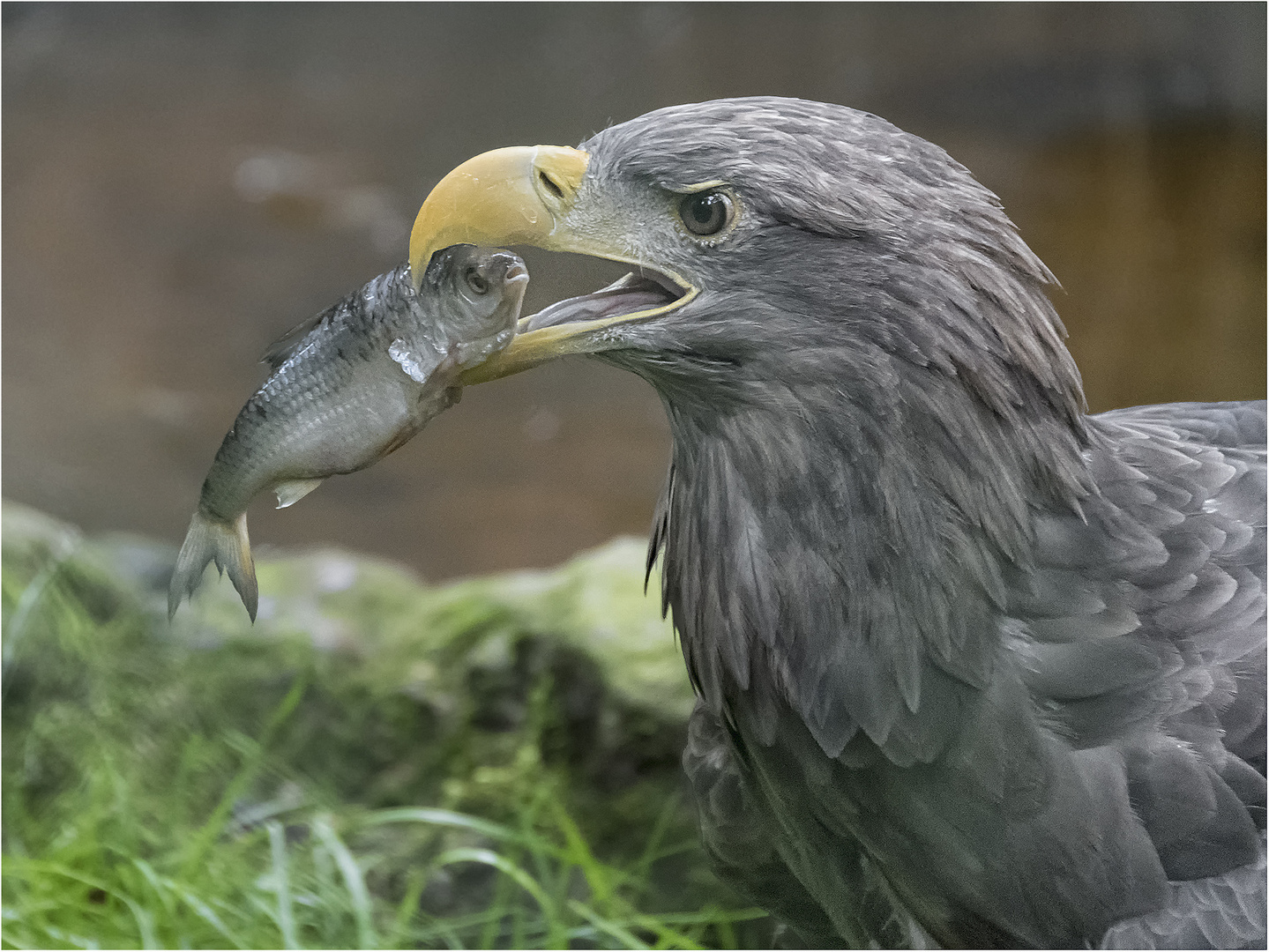 Seeadler