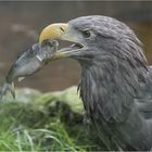 Seeadler