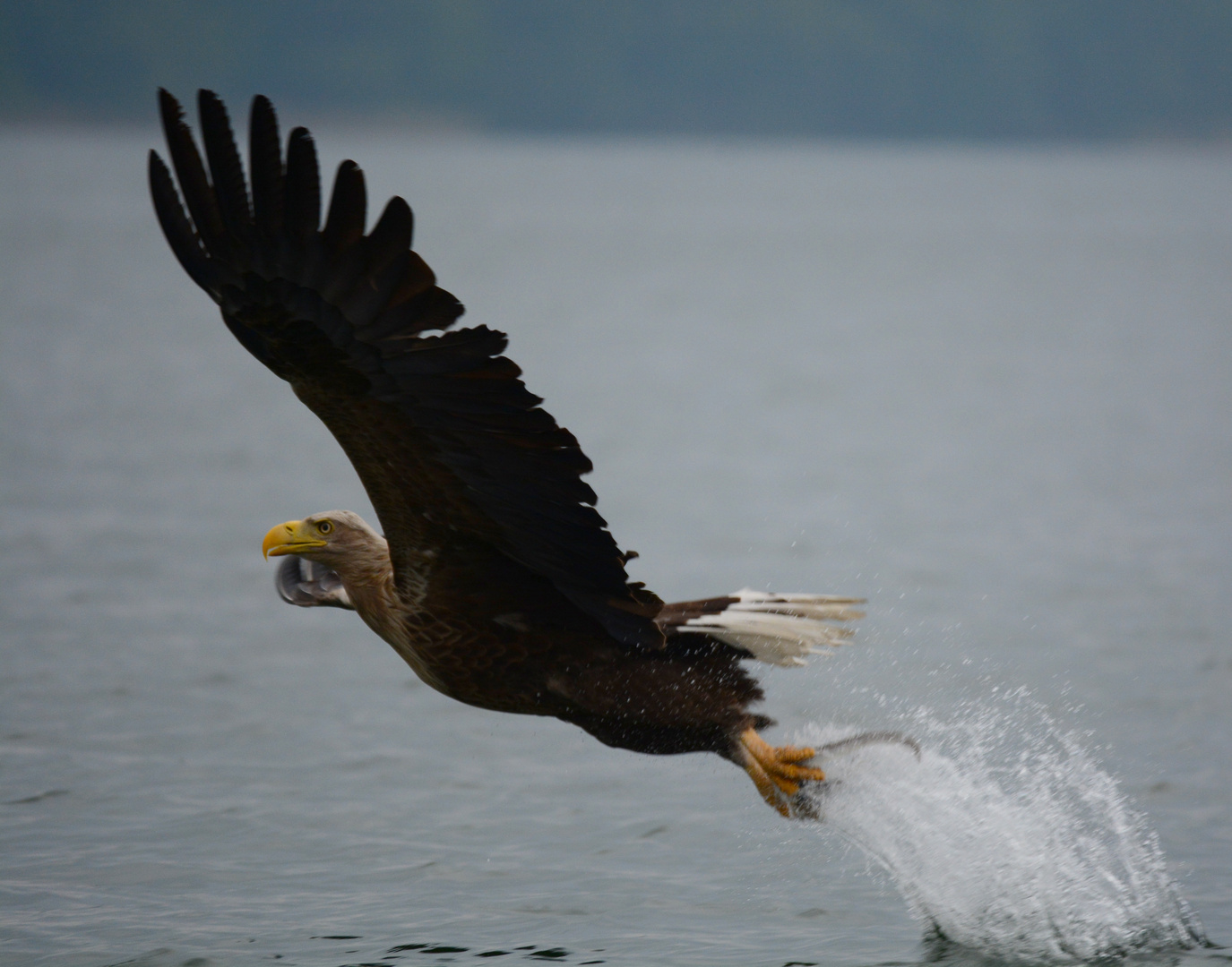 Seeadler