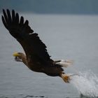 Seeadler