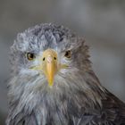 Seeadler