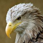 Seeadler