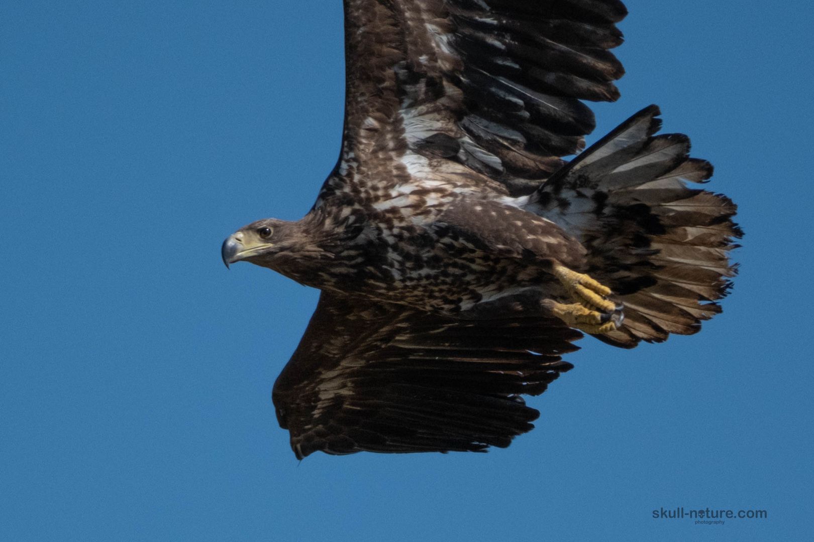 Seeadler 