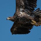 Seeadler 