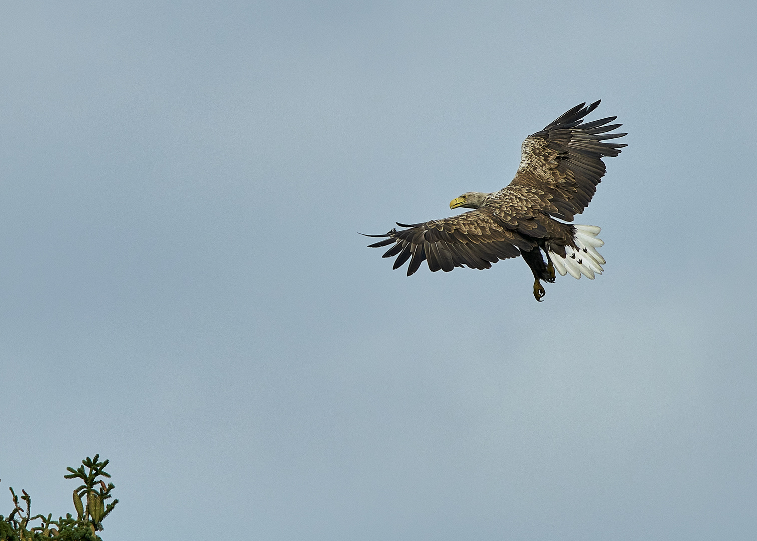 Seeadler