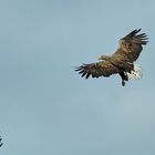 Seeadler