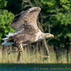 Seeadler