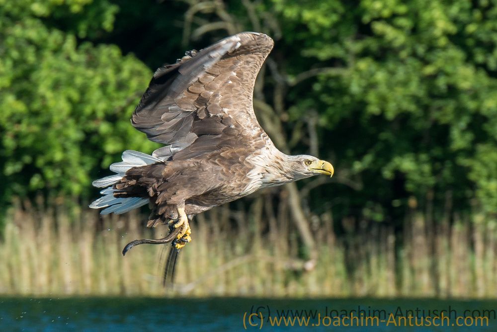 Seeadler