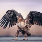 Seeadler