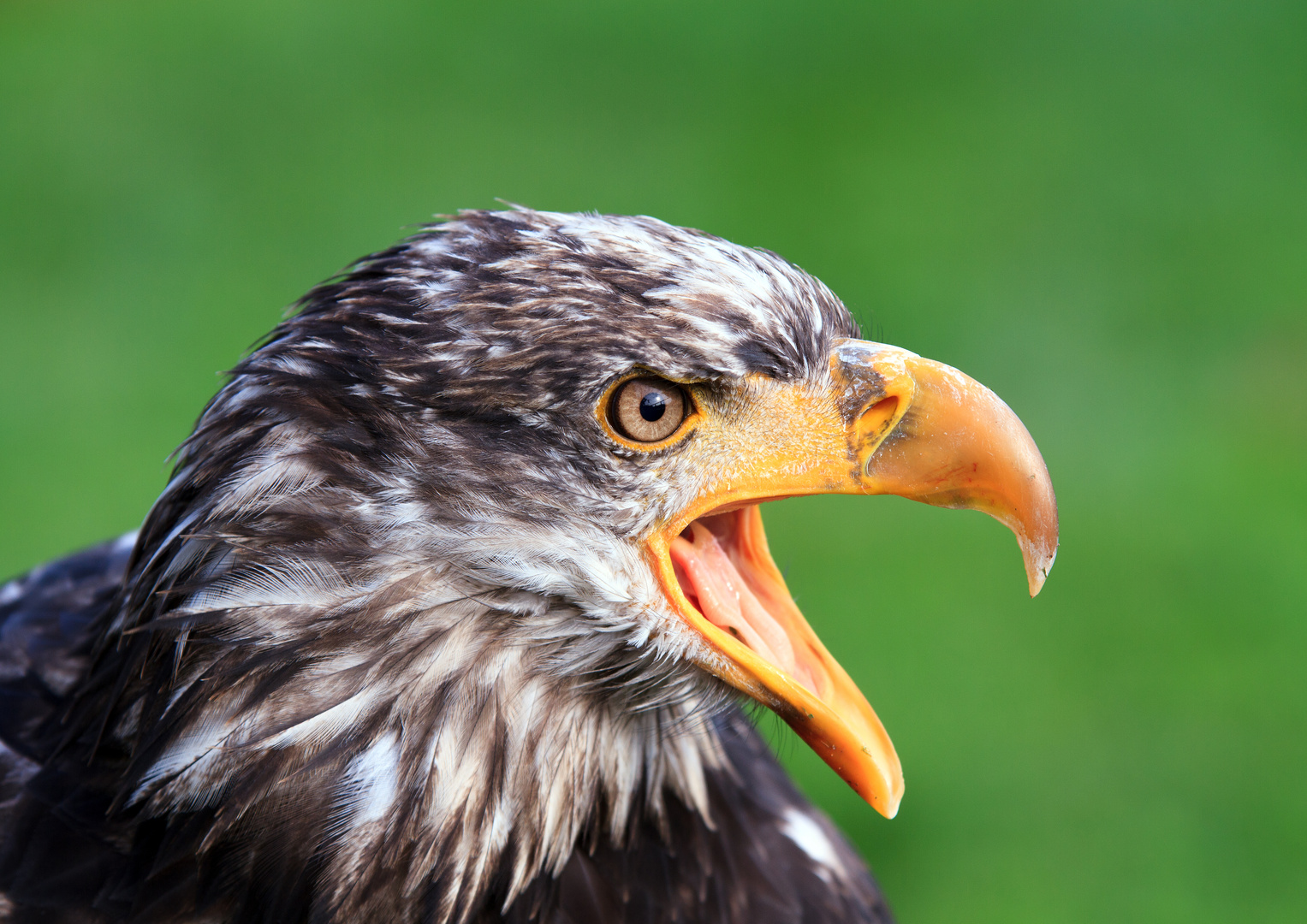 Seeadler