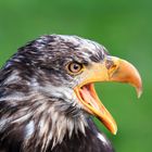 Seeadler