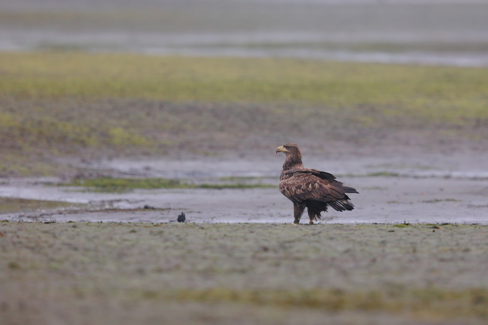 Seeadler