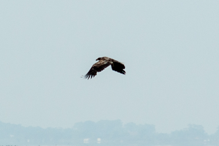 Seeadler